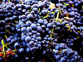 Nandroya Vineyard - Whitsundays Accommodation 0