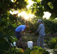Oakdene Vineyards Restaurant and Cellar Door - Whitsundays Accommodation