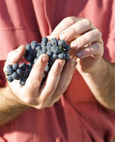 Brown Magpie Wines - Whitsundays Accommodation 0