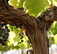 Blackjack Vineyards - Whitsundays Accommodation