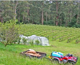 Peveril Vineyard/Beechy Berries - Whitsundays Accommodation 1