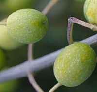 Montalto Vineyard and Olive Grove - Whitsundays Accommodation