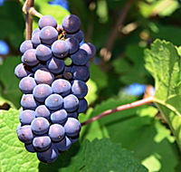 Tinderbox Vineyard - Whitsundays Accommodation