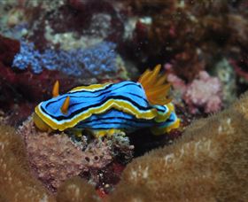 Coral Gardens Dive Site Mooloolaba - Whitsundays Accommodation 1
