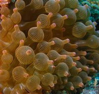 Coral Gardens Dive Site Mooloolaba - Whitsundays Accommodation