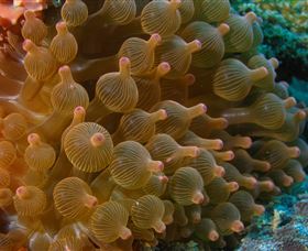 Coral Gardens Dive Site Mooloolaba - Whitsundays Accommodation 0