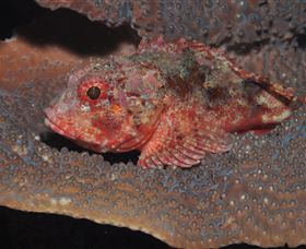 Coral Gardens Dive Site Mooloolaba - Whitsundays Accommodation 2
