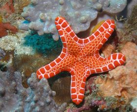 Coral Gardens Dive Site Mooloolaba - Whitsundays Accommodation 3