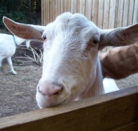 Drysdale Cheeses - Whitsundays Accommodation