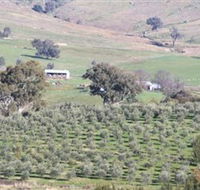 Wymah Organic Olives and Lambs - Whitsundays Accommodation