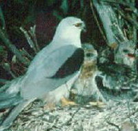 Bushy Park Wetlands - Whitsundays Accommodation