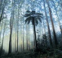 Yarra Ranges National Park - Whitsundays Accommodation