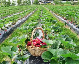Blue Hills Berries & Cherries - Whitsundays Accommodation 0