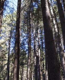 Sugarpine Walk - Whitsundays Accommodation 1