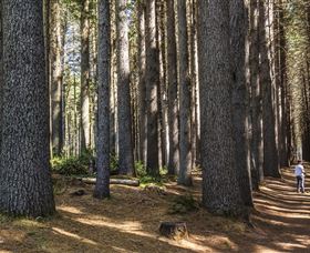 Sugarpine Walk - Whitsundays Accommodation 0