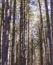 Sugarpine Walk - Whitsundays Accommodation 3