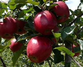 Wilgro Orchards - Whitsundays Accommodation 3