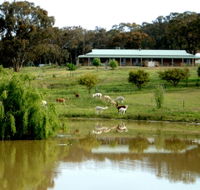 Clearview Alpacas - Whitsundays Accommodation