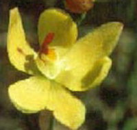 Langwarrin Flora and Fauna Reserve - Whitsundays Accommodation