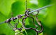 Dromana Estate - thumb 4