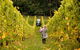 Polperro Winery - thumb 7