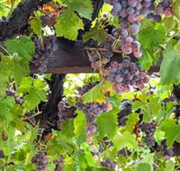  Murrumbateman Winery Company Pty Ltd  - Whitsundays Accommodation