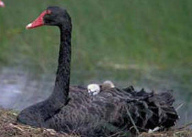 French Island Marine National Park - Whitsundays Accommodation 0