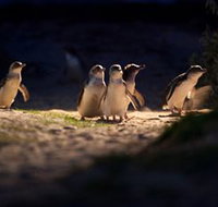 Phillip Island Nature Parks - Whitsundays Accommodation