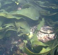 Churchill Island Marine National Park - Whitsundays Accommodation