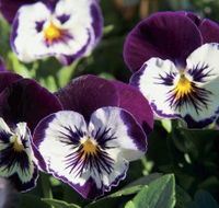 Newtown Park State Rose Garden - Whitsundays Accommodation