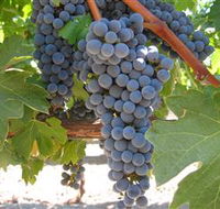 Joshuas Fault Wine - Whitsundays Accommodation