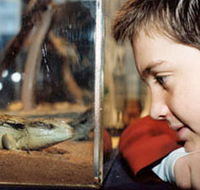 Canberra Reptile Zoo - Whitsundays Accommodation