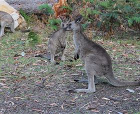 East Coast Adventure Bus - Whitsundays Accommodation 4