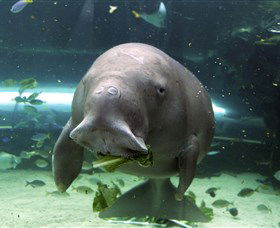 SEA LIFE Sydney Aquarium - Whitsundays Accommodation 1