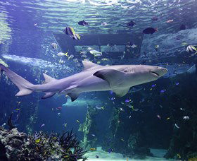 SEA LIFE Sydney Aquarium - Whitsundays Accommodation 0