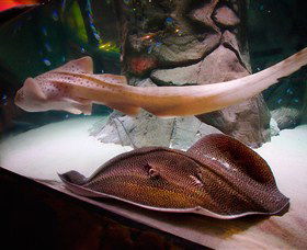 SEA LIFE Sydney Aquarium - Whitsundays Accommodation 4