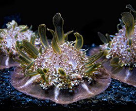 SEA LIFE Sydney Aquarium - Whitsundays Accommodation 8