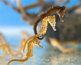 SEA LIFE Sydney Aquarium - Whitsundays Accommodation 6