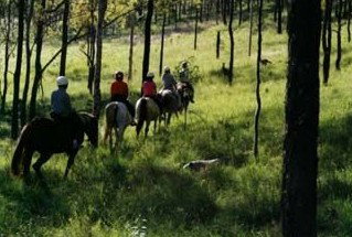 Hunter Valley Horse Riding And Adventures - Whitsundays Accommodation 0