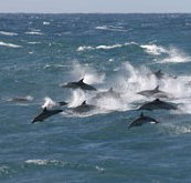 Tamboi Queen Cruises - Whitsundays Accommodation