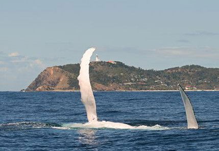 Byron Bay Whale Watching - Whitsundays Accommodation 3