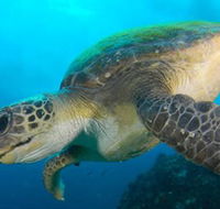Byron Bay Dive Centre - Whitsundays Accommodation