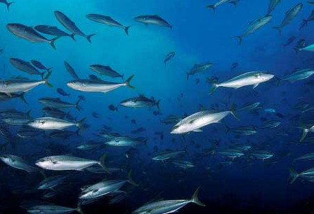 Byron Bay Dive Centre - Whitsundays Accommodation 2