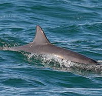Byron Bay Dolphin Wildlife Tours - Whitsundays Accommodation