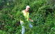 Conservation Volunteers Australia - Sydney - thumb 2