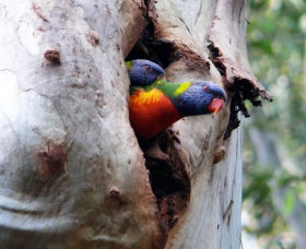 Cumberland State Forest - Whitsundays Accommodation 0