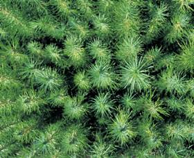 Cumberland State Forest - Whitsundays Accommodation 1