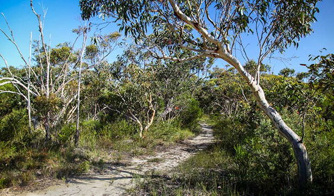 Aboriginal Heritage Walk - Whitsundays Accommodation 2