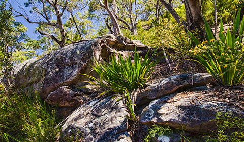 Canoelands Ridge Walking Track - Whitsundays Accommodation 1