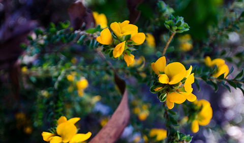 Canoelands Ridge Walking Track - Whitsundays Accommodation 2